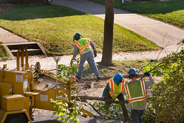 Best Arborist Services Near Me  in USA